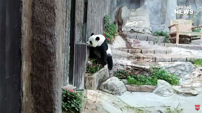 หมีแพนด้า หมีแพนด้า