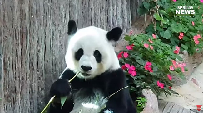 หมีแพนด้า หมีแพนด้า