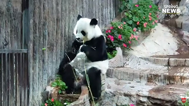 หมีแพนด้า หมีแพนด้า