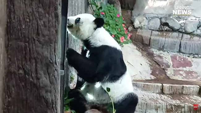 หมีแพนด้า หมีแพนด้า