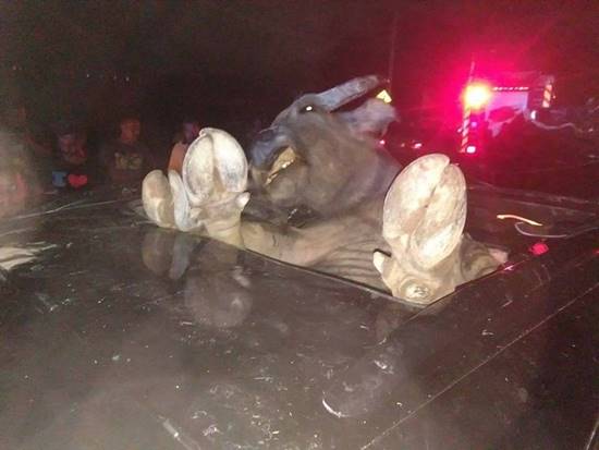 รถหรูพุ่งชนควาย รถหรูพุ่งชนควาย