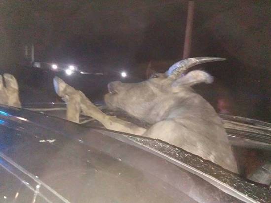 รถหรูพุ่งชนควาย รถหรูพุ่งชนควาย