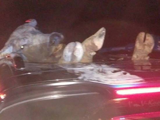 รถหรูพุ่งชนควาย รถหรูพุ่งชนควาย