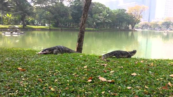 กทม. ลุยจับตัวเงินตัวทองในสวนลุมพินี หวังยกระดับภูมิทัศน์ กทม. ลุยจับตัวเงินตัวทองในสวนลุมพินี หวังยกระดับภูมิทัศน์