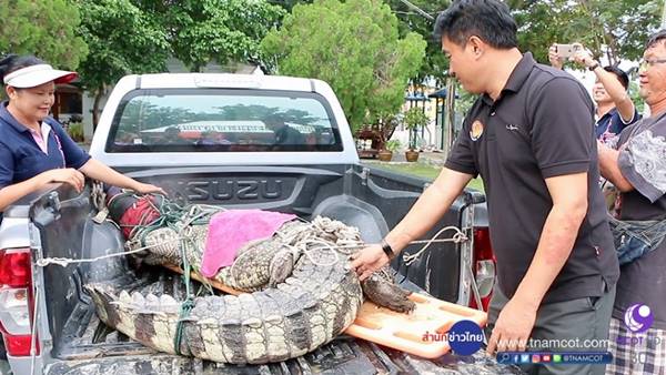 ระทึก ! วินาทีกู้ภัยล้อมจับจระเข้ยักษ์ยาวกว่า 3 เมตร หลังพบลอยอยู่ในคลอง ระทึก ! วินาทีกู้ภัยล้อมจับจระเข้ยักษ์ยาวกว่า 3 เมตร หลังพบลอยอยู่ในคลอง