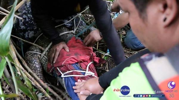 ระทึก ! วินาทีกู้ภัยล้อมจับจระเข้ยักษ์ยาวกว่า 3 เมตร หลังพบลอยอยู่ในคลอง ระทึก ! วินาทีกู้ภัยล้อมจับจระเข้ยักษ์ยาวกว่า 3 เมตร หลังพบลอยอยู่ในคลอง