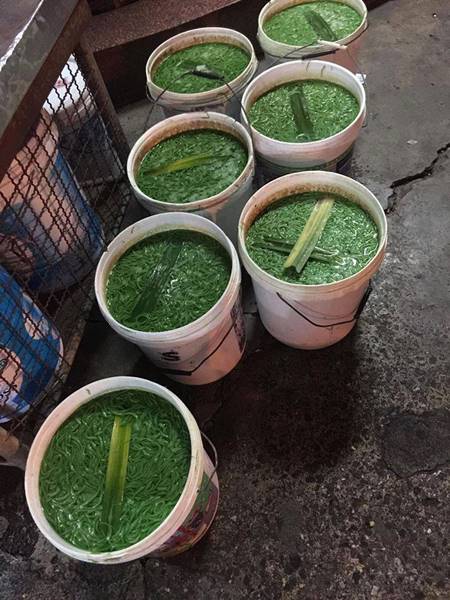 เผยภาพสุดอี๋ !! ลอดช่องบรรจุถัง แถมมีคราบดำ แบบนี้ใครจะกินลง เผยภาพสุดอี๋ !! ลอดช่องบรรจุถัง แถมมีคราบดำ แบบนี้ใครจะกินลง