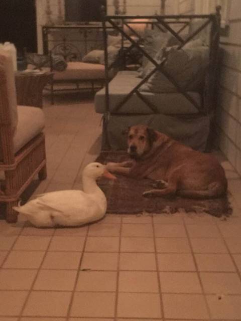 เพื่อนแท้เลยตัวนี้ เจ้าเป็ดแสนดีผูกมิตรตูบผู้หงอยเหงา ขอเราปลอบใจนายเองนะ เพื่อนแท้เลยตัวนี้ เจ้าเป็ดแสนดีผูกมิตรตูบผู้หงอยเหงา ขอเราปลอบใจนายเองนะ