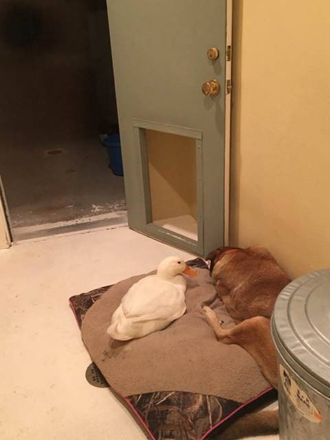 เพื่อนแท้เลยตัวนี้ เจ้าเป็ดแสนดีผูกมิตรตูบผู้หงอยเหงา ขอเราปลอบใจนายเองนะ เพื่อนแท้เลยตัวนี้ เจ้าเป็ดแสนดีผูกมิตรตูบผู้หงอยเหงา ขอเราปลอบใจนายเองนะ