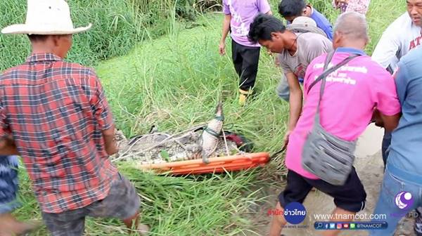 ระทึก ! วินาทีกู้ภัยล้อมจับจระเข้ยักษ์ยาวกว่า 3 เมตร หลังพบลอยอยู่ในคลอง ระทึก ! วินาทีกู้ภัยล้อมจับจระเข้ยักษ์ยาวกว่า 3 เมตร หลังพบลอยอยู่ในคลอง