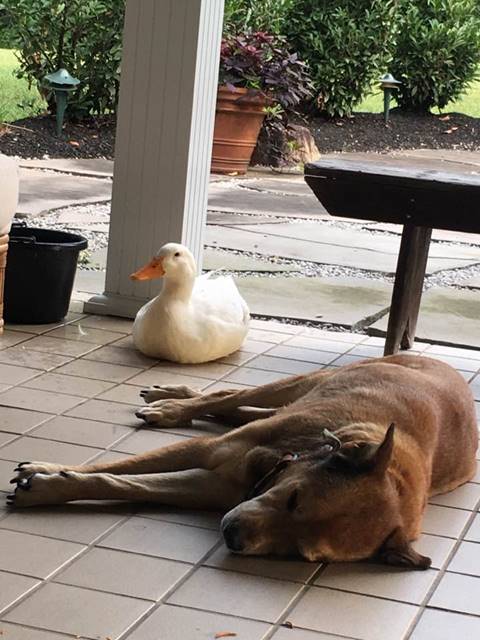 เพื่อนแท้เลยตัวนี้ เจ้าเป็ดแสนดีผูกมิตรตูบผู้หงอยเหงา ขอเราปลอบใจนายเองนะ เพื่อนแท้เลยตัวนี้ เจ้าเป็ดแสนดีผูกมิตรตูบผู้หงอยเหงา ขอเราปลอบใจนายเองนะเพื่อนแท้เลยตัวนี้ เจ้าเป็ดแสนดีผูกมิตรตูบผู้หงอยเหงา ขอเราปลอบใจนายเองนะ