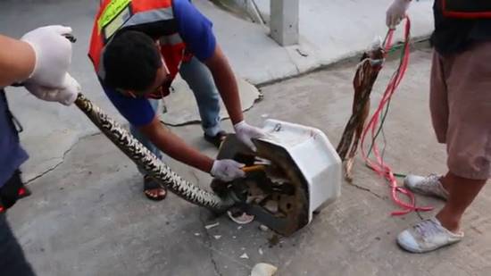 สยองหนักมาก งูเหลือมพุ่งจากคอห่านงับเจ้าโลกหนุ่ม อาการสาหัส สยองหนักมาก งูเหลือมพุ่งจากคอห่านงับเจ้าโลกหนุ่ม อาการสาหัส