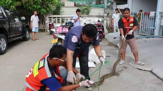 สยองหนักมาก งูเหลือมพุ่งจากคอห่านงับเจ้าโลกหนุ่ม อาการสาหัส สยองหนักมาก งูเหลือมพุ่งจากคอห่านงับเจ้าโลกหนุ่ม อาการสาหัส