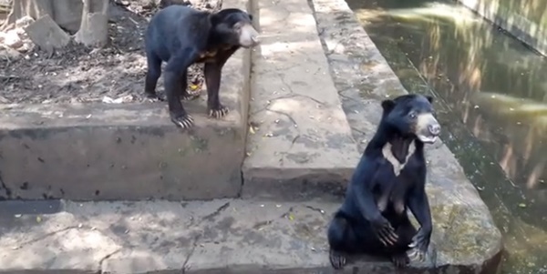 หมีในสวนสัตว์อินโดนีเซีย ถูกทิ้งให้อดอยากหิวโซ หมีในสวนสัตว์อินโดนีเซีย ถูกทิ้งให้อดอยากหิวโซ