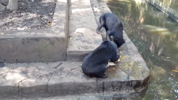 หมีในสวนสัตว์อินโดนีเซีย ถูกทิ้งให้อดอยากหิวโซ หมีในสวนสัตว์อินโดนีเซีย ถูกทิ้งให้อดอยากหิวโซ