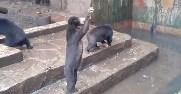 หมีในสวนสัตว์อินโดนีเซีย ถูกทิ้งให้อดอยากหิวโซ หมีในสวนสัตว์อินโดนีเซีย ถูกทิ้งให้อดอยากหิวโซ