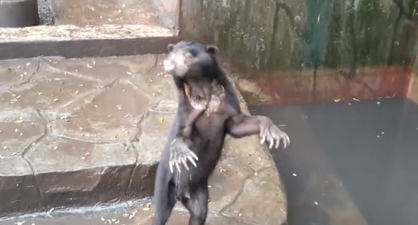 หมีในสวนสัตว์อินโดนีเซีย ถูกทิ้งให้อดอยากหิวโซ หมีในสวนสัตว์อินโดนีเซีย ถูกทิ้งให้อดอยากหิวโซ