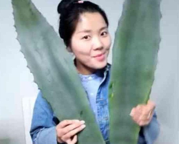 ว่านหางจระเข้ ว่านหางจระเข้