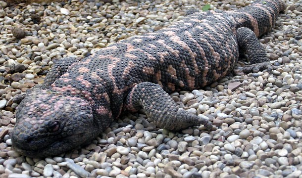 25 สัตว์โลกน่ารัก แต่แท้จริงแล้วเป็นตัวอันตรายสุด ๆ 25 สัตว์โลกน่ารัก แต่แท้จริงแล้วเป็นตัวอันตรายสุด ๆ