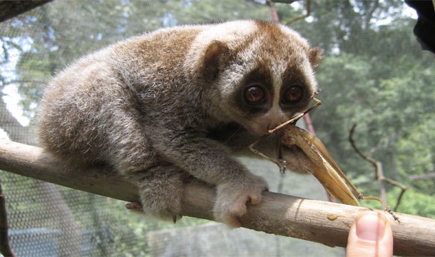 25 สัตว์โลกน่ารัก แต่แท้จริงแล้วเป็นตัวอันตรายสุด ๆ 25 สัตว์โลกน่ารัก แต่แท้จริงแล้วเป็นตัวอันตรายสุด ๆ