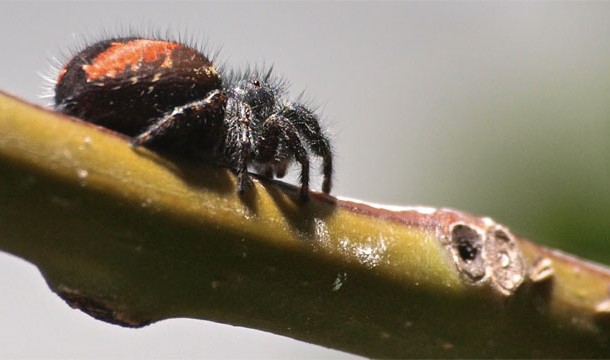 25 สัตว์โลกน่ารัก แต่แท้จริงแล้วเป็นตัวอันตรายสุด ๆ 25 สัตว์โลกน่ารัก แต่แท้จริงแล้วเป็นตัวอันตรายสุด ๆ