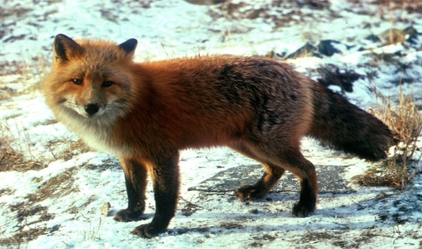 25 สัตว์โลกน่ารัก แต่แท้จริงแล้วเป็นตัวอันตรายสุด ๆ 25 สัตว์โลกน่ารัก แต่แท้จริงแล้วเป็นตัวอันตรายสุด ๆ