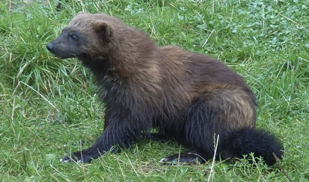 25 สัตว์โลกน่ารัก แต่แท้จริงแล้วเป็นตัวอันตรายสุด ๆ 25 สัตว์โลกน่ารัก แต่แท้จริงแล้วเป็นตัวอันตรายสุด ๆ