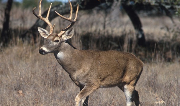 25 สัตว์โลกน่ารัก แต่แท้จริงแล้วเป็นตัวอันตรายสุด ๆ 25 สัตว์โลกน่ารัก แต่แท้จริงแล้วเป็นตัวอันตรายสุด ๆ