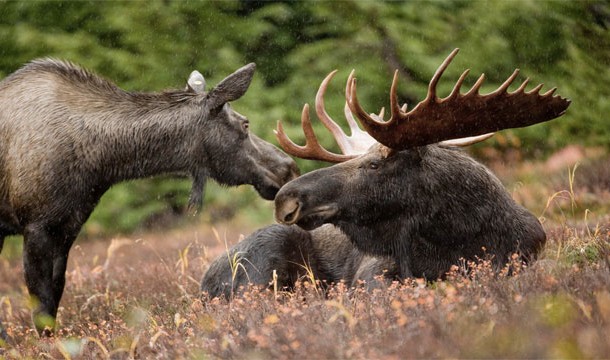 25 สัตว์โลกน่ารัก แต่แท้จริงแล้วเป็นตัวอันตรายสุด ๆ 25 สัตว์โลกน่ารัก แต่แท้จริงแล้วเป็นตัวอันตรายสุด ๆ