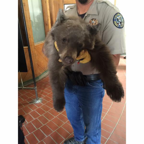 ลูกหมีบุกร้านพิซซ่า