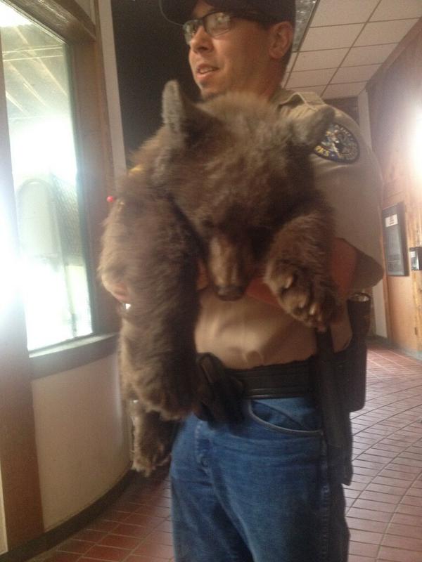 ลูกหมีบุกร้านพิซซ่า