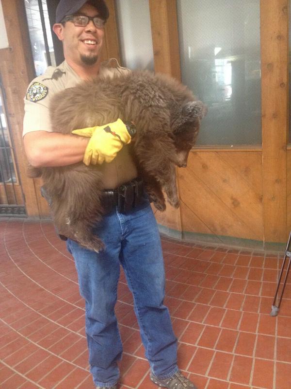 ลูกหมีบุกร้านพิซซ่า