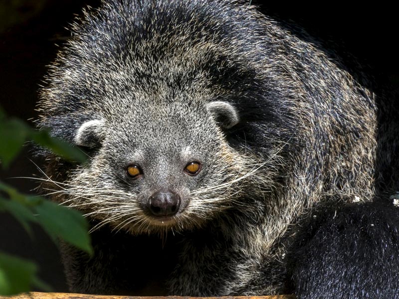 หมีขอ หมีขอ