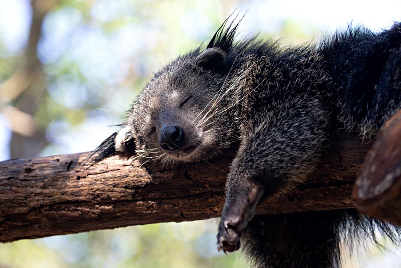 หมีขอ หมีขอ