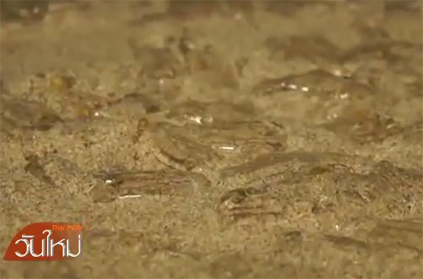 แมงกะพรุนแหวนนับล้าน เกยหาดชุมพร จับตาสัญญาณธรรมชาติ !? แมงกะพรุนแหวนนับล้าน เกยหาดชุมพร จับตาสัญญาณธรรมชาติ !?