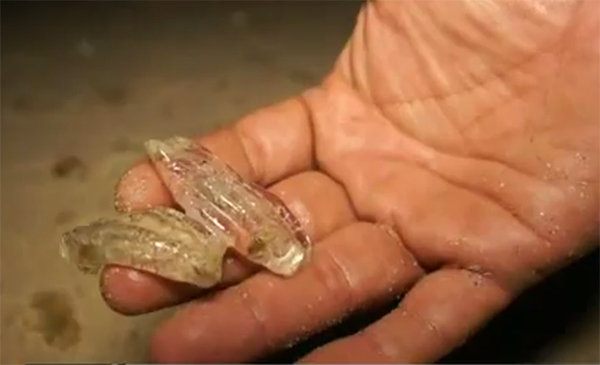 แมงกะพรุนแหวนนับล้าน เกยหาดชุมพร จับตาสัญญาณธรรมชาติ !? แมงกะพรุนแหวนนับล้าน เกยหาดชุมพร จับตาสัญญาณธรรมชาติ !?