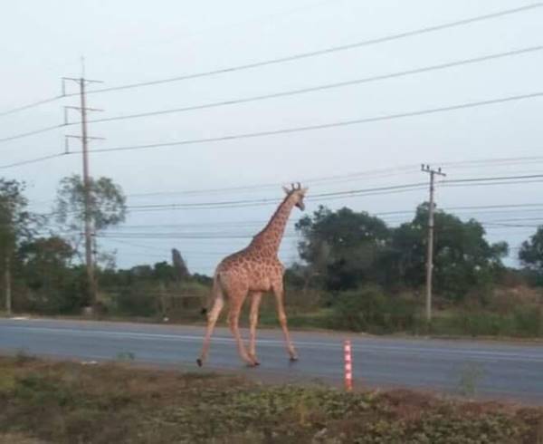 ยีราฟหาย ยีราฟหาย