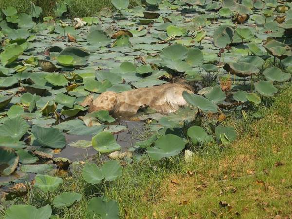 ยีราฟหาย ยีราฟหาย