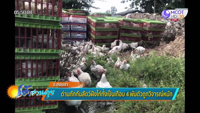 ฝังไก่ทั้งเป็น ฝังไก่ทั้งเป็น