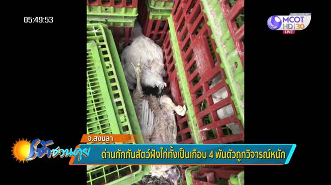 ฝังไก่ทั้งเป็น ฝังไก่ทั้งเป็น