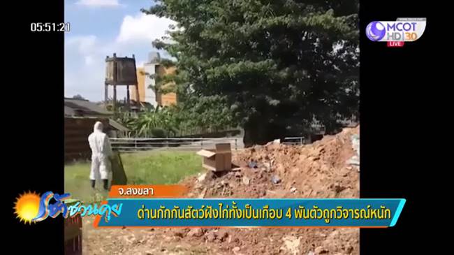 ฝังไก่ทั้งเป็น ฝังไก่ทั้งเป็น