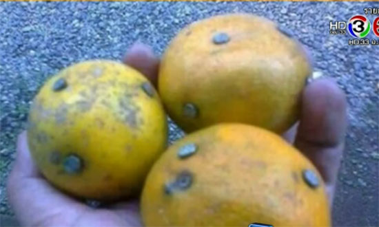 อ.เจษฎา ยันข่าวส้มสอดไส้ตะปู เป็นแค่ข่าวลือ-เกิดที่อินโดฯ แต่ระวังไว้ก็ดี อ.เจษฎา ยันข่าวส้มสอดไส้ตะปู เป็นแค่ข่าวลือ-เกิดที่อินโดฯ แต่ระวังไว้ก็ดี