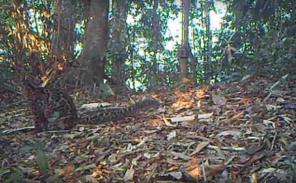 แมวลายหินอ่อน แมวลายหินอ่อน