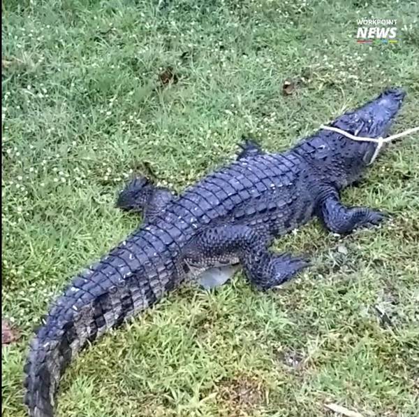 จระเข้ฟาดหาง จระเข้ฟาดหาง