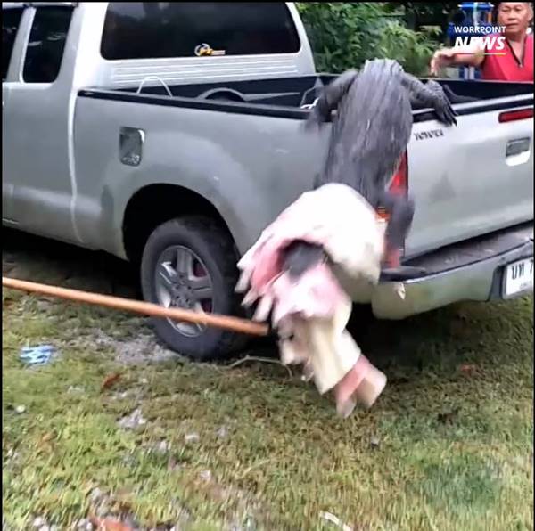 จระเข้ฟาดหาง จระเข้ฟาดหาง