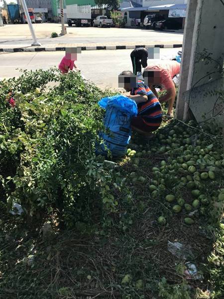 รถขนมะม่วง 9.5 ตัน คว่ำกลางสี่แยก รถขนมะม่วง 9.5 ตัน คว่ำกลางสี่แยก