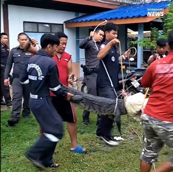 จระเข้ฟาดหาง จระเข้ฟาดหาง