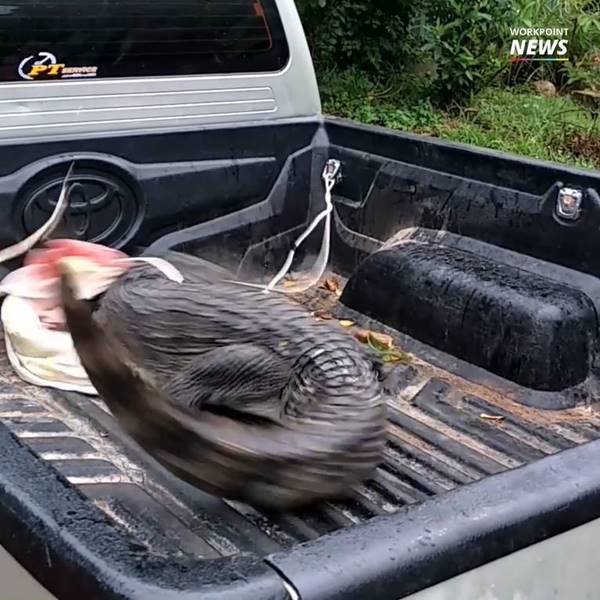 จระเข้ฟาดหาง จระเข้ฟาดหาง