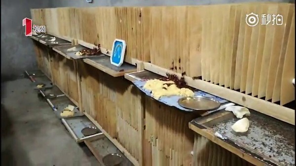 แมลงสาบ แมลงสาบ