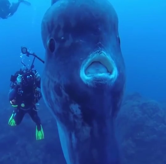 คลิปนักประดาน้ำว่ายน้ำคู่ปลาแสงอาทิตย์ คลิปนักประดาน้ำว่ายน้ำคู่ปลาแสงอาทิตย์